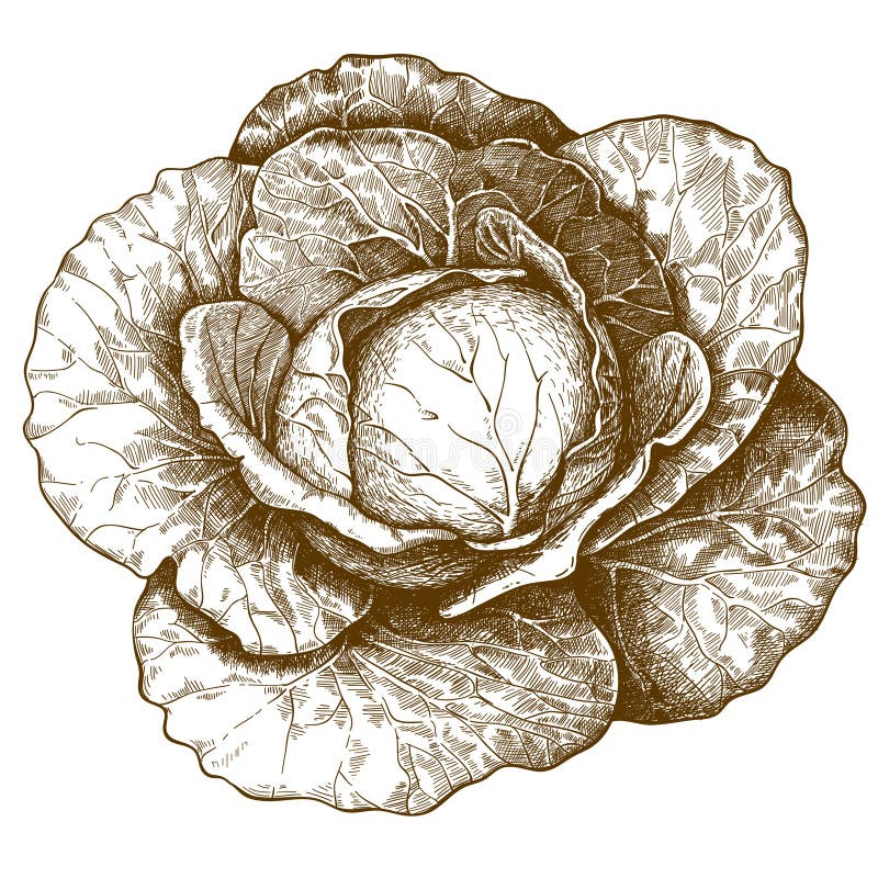 Couve da gravura no fundo branco ilustração do vetor Couve da gravura no fundo branco ilustração do vetor