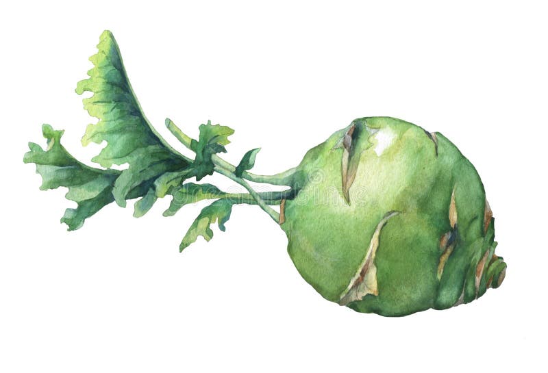 Couve-rábano fresca da couve com folhas verdes ilustração do vetor Couve-rábano fresca da couve com folhas verdes ilustração do vetor