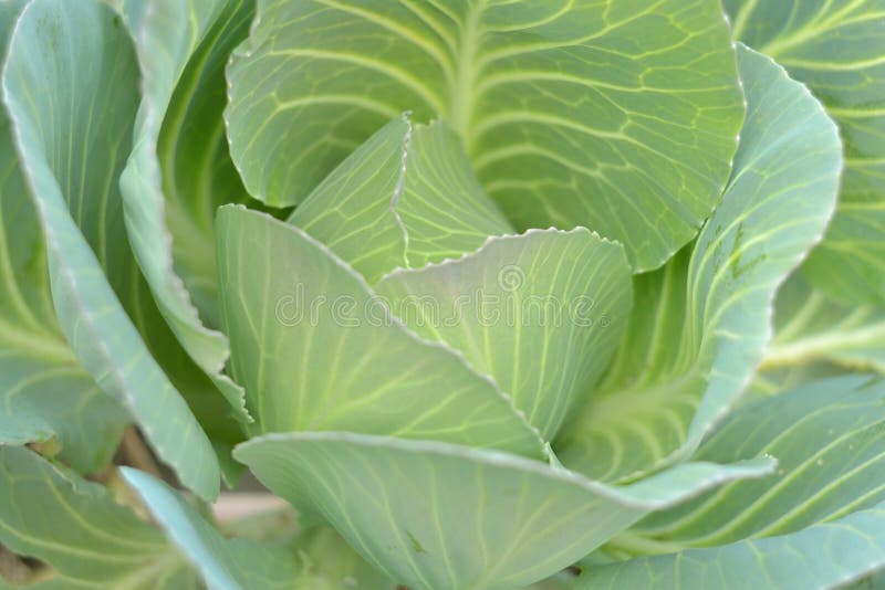 Couve verde, fresca imagem de stock. Imagem de vegetal 82535709