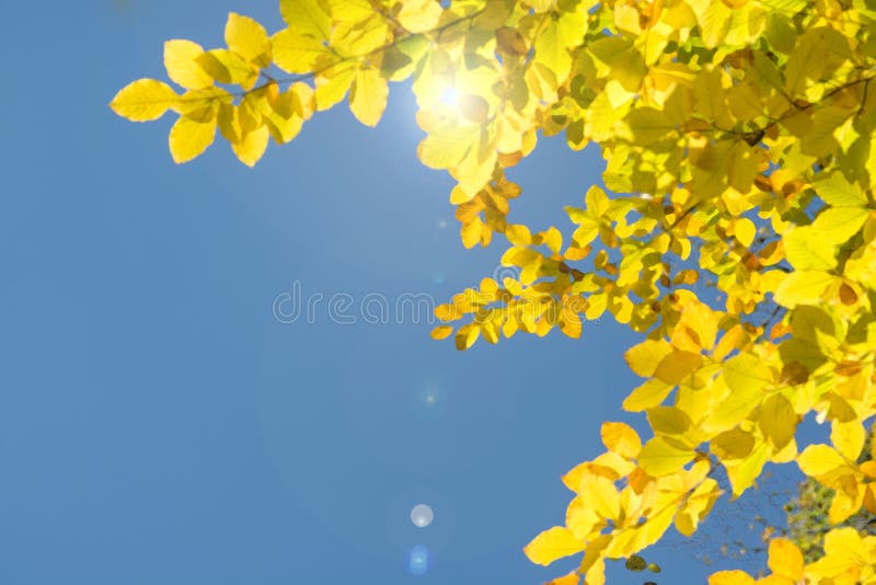 Couverture de couronne de feuillage de jaune d'auvent comme l'été de couleur d'eau au printemps avec la fusée de lentille de la l photo libre de droits Couverture de couronne de feuillage de jaune d'auvent comme l'été de couleur d'eau au printemps avec la fusée de lentille de la l photo libre de droits