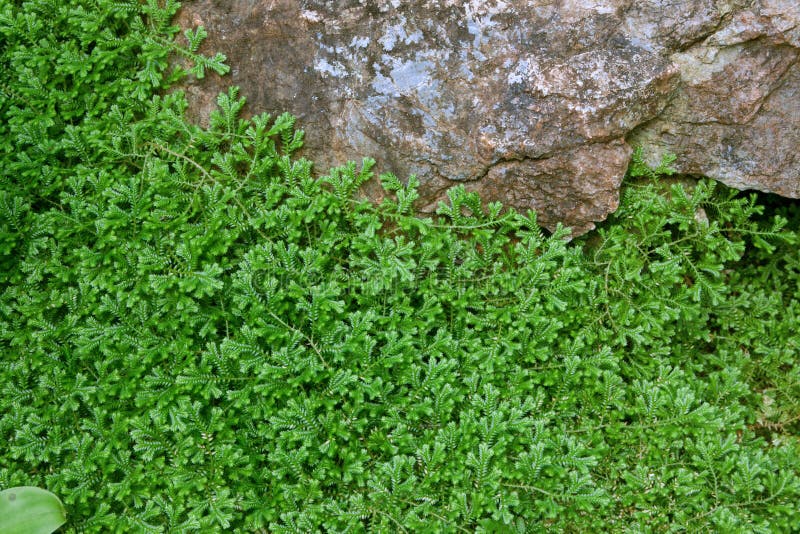 Cover Crop Color Green Background Stock Image Image of foliage
