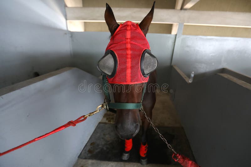 Cover Horse Eye Close Up of a Blind Folded Horse Standing at the