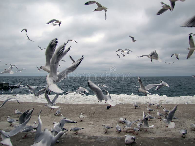 Covey of gulls on a marine beach in winter