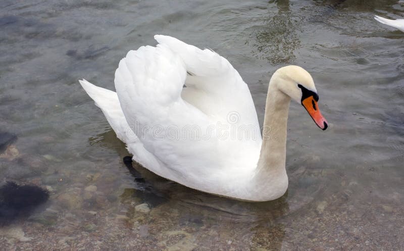 Gregge da Cigni galleggia acqua.