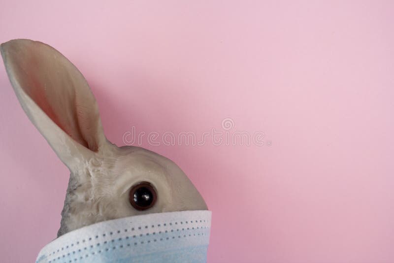 COVID 19 Easter Bunny Concept for easter holiday due to coronavirus quarantine holiday protection fon. Easter Bunny Concept for easter holiday due to coronavirus stock photography COVID 19 Easter Bunny Concept for easter holiday due to coronavirus quarantine holiday protection fon. Easter Bunny Concept for easter holiday due to coronavirus stock photography