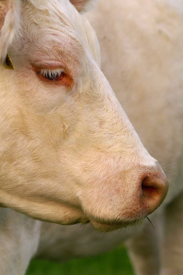 Cow with Head Facing Sideways Stock Photo Image of sideways, facing