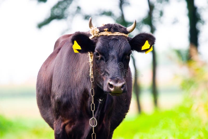Cow royalty free stock photos