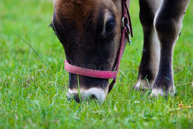 Cow stock photography