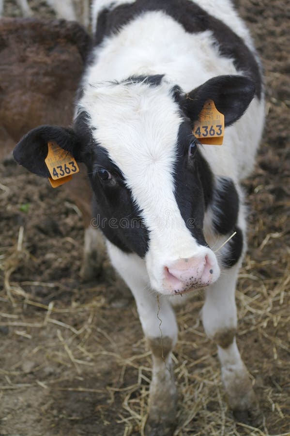 Cow stock photography