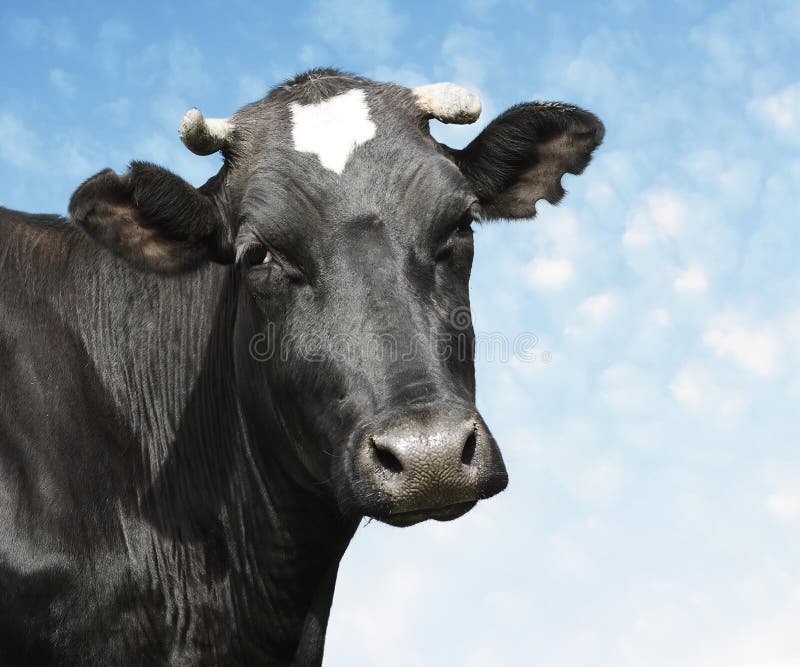 Cow