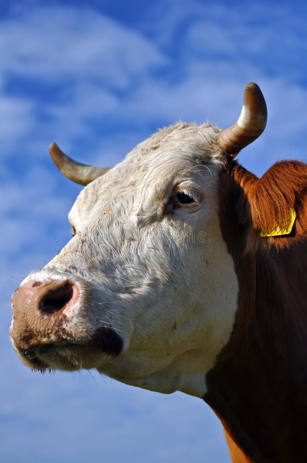 Cow