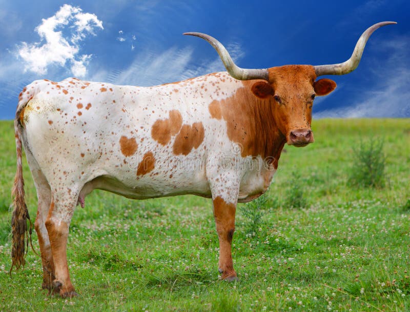 Cow stock image Image of farmland bovine agriculture 15582879
