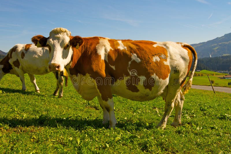 Cow