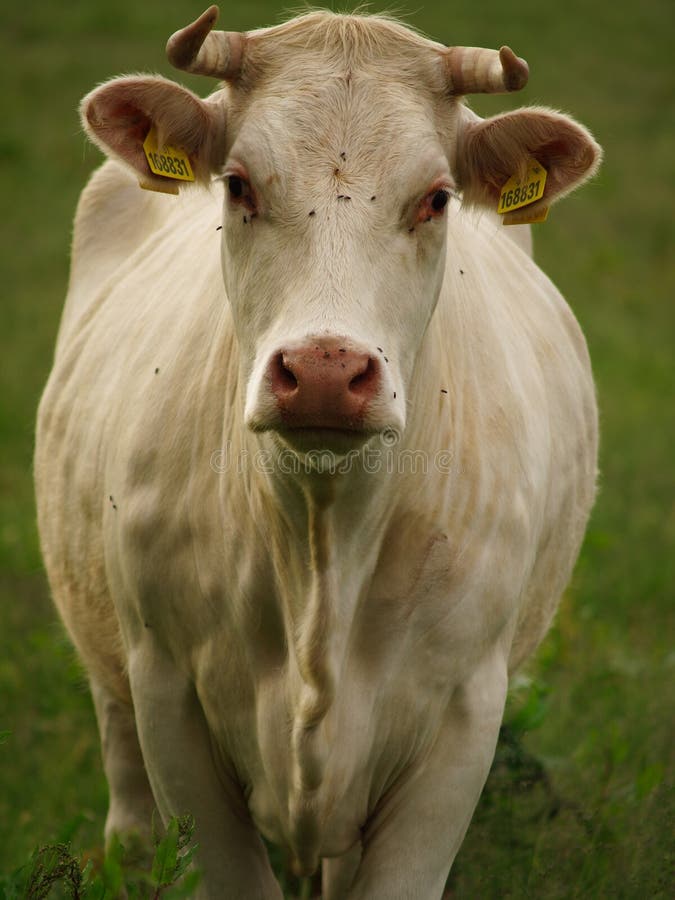 Cow