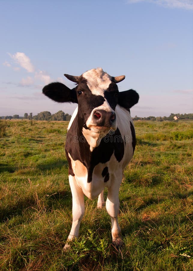 Cow