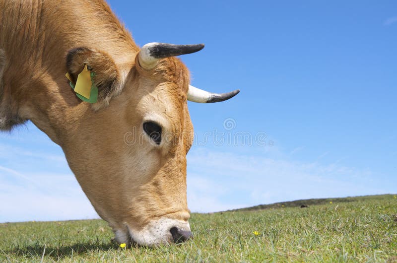 Cow