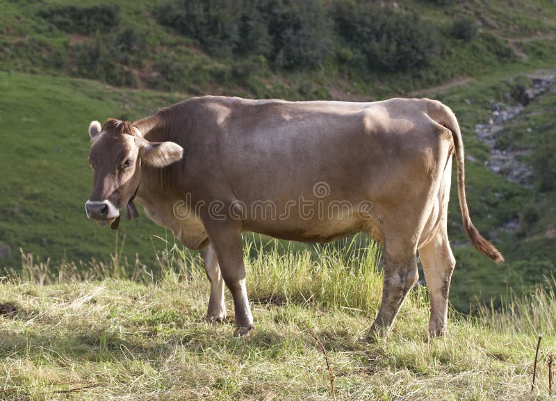 Cow