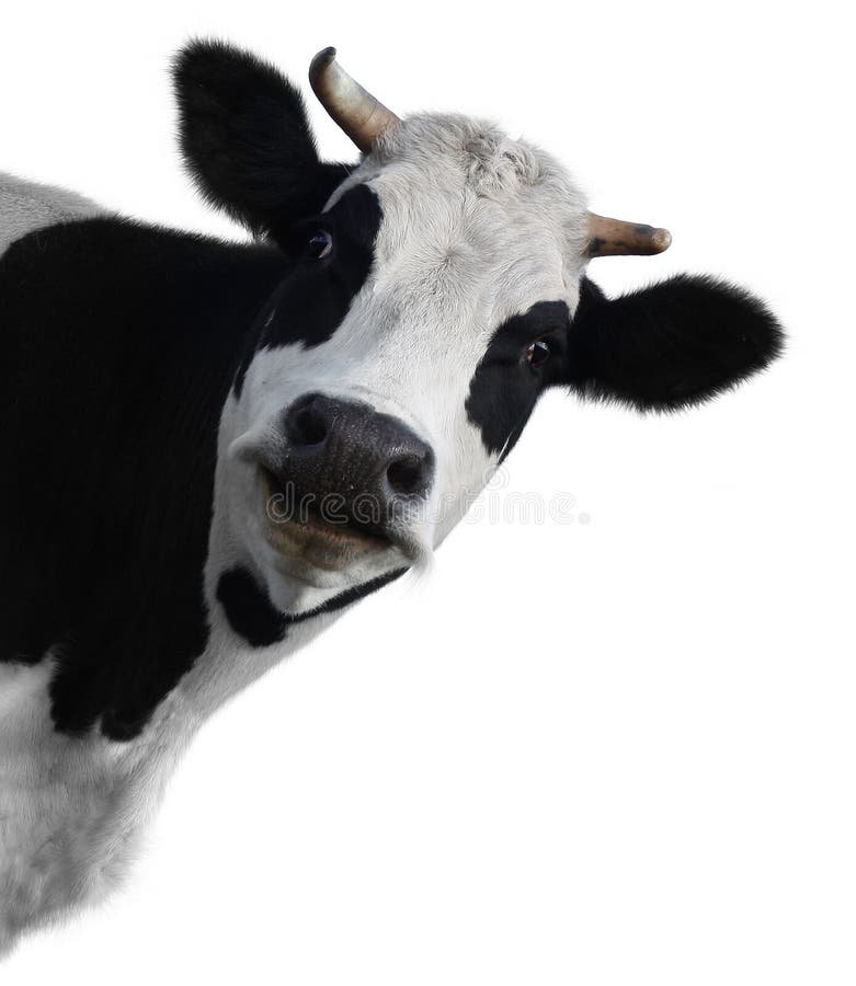 Vtipné krava izolované na bielom pozadí.