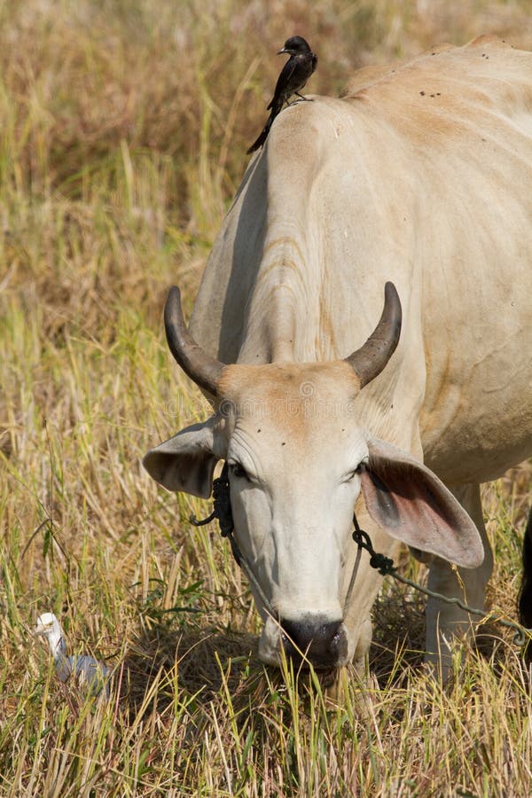 2,986 Bird Cow Photos Free & RoyaltyFree Stock Photos from Dreamstime