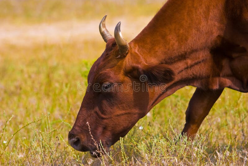 Cow Butting Stock Photos Free & RoyaltyFree Stock Photos from Dreamstime
