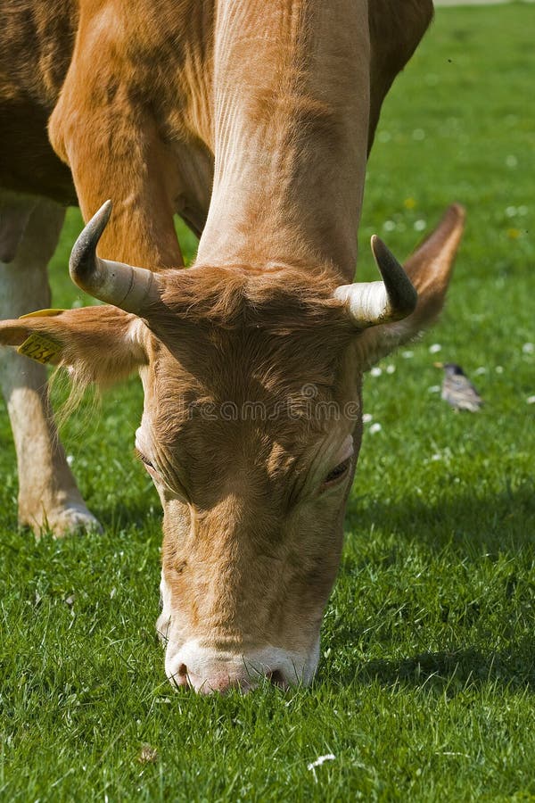 COW