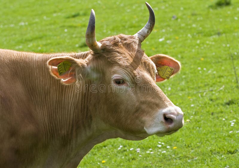 Cow