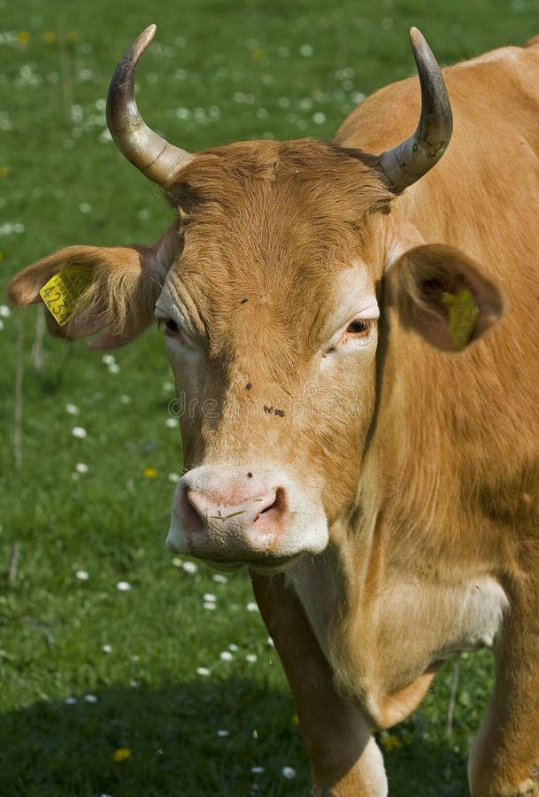 Cow