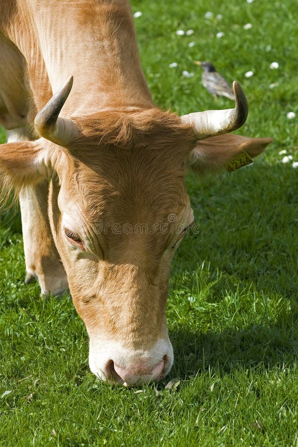 Cow