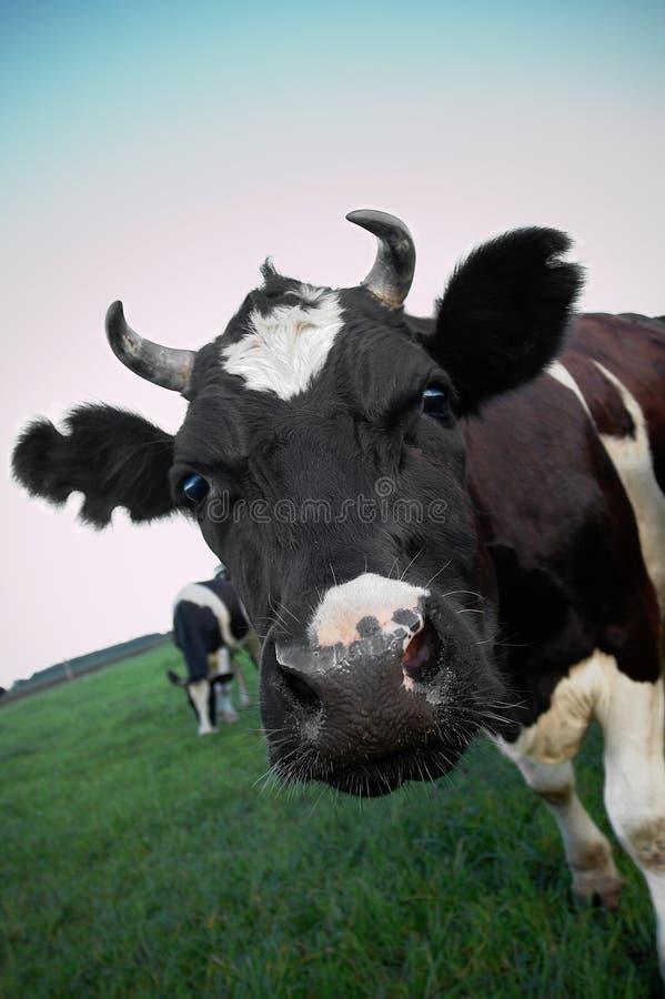 Zvedavý kravu v poli.