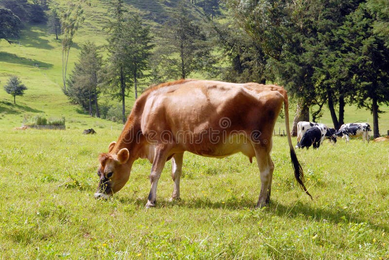 Guatemala Cattle Stock Photos Free & RoyaltyFree Stock Photos from
