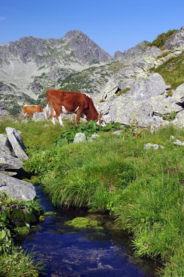 Cow on alpine pasture