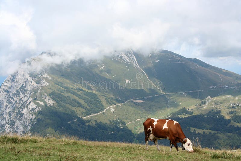 Krava na alpy na Monte Baldo v blízkosti Jazera lago di Garda v Taliansku.