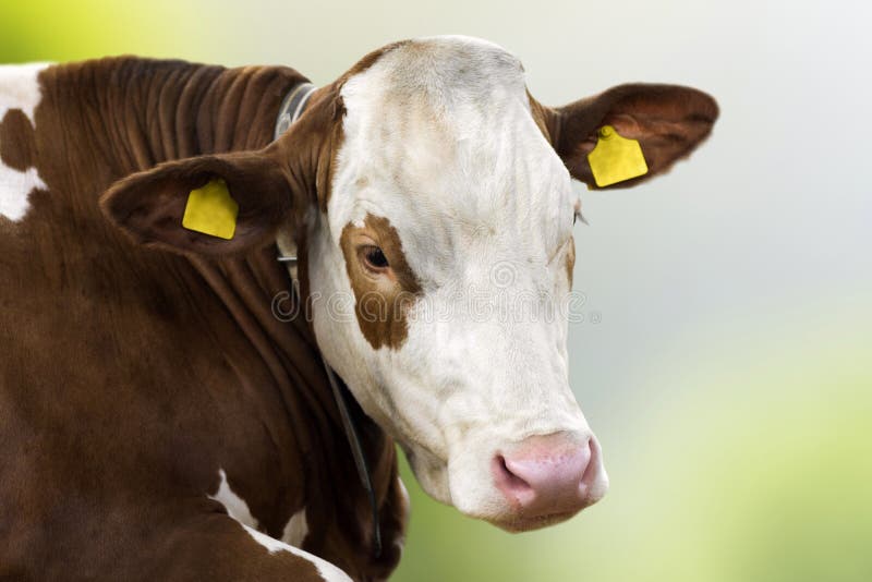 Cow animal portrait cattle breeding