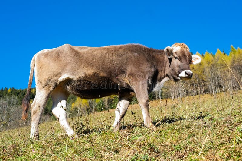 Cow in autumn