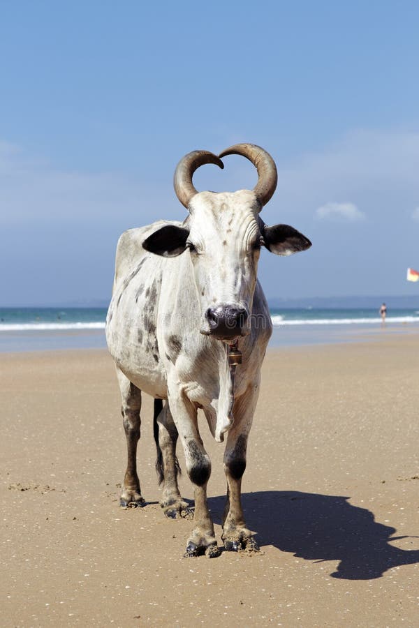 Cow in the beach