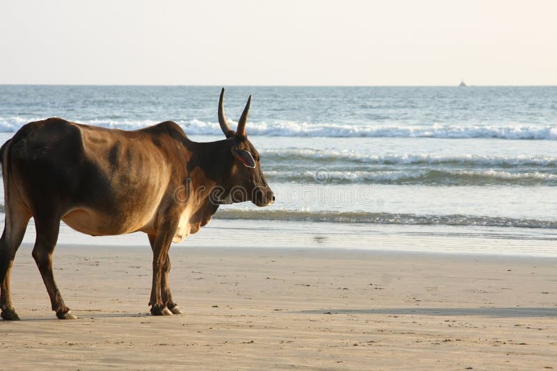 Cow at the beach stock image. Image of romance, sand, coastline 7102419