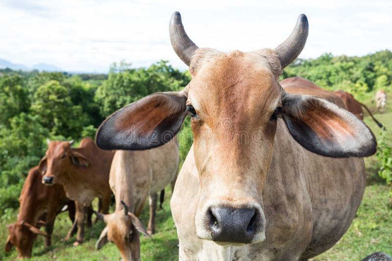 Cow beef cattle stock image. Image of grass, cattle, spotted 61855769