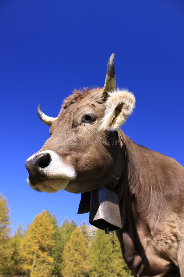Braunvieh cow with cowbell stock photo. Image of view 9279120