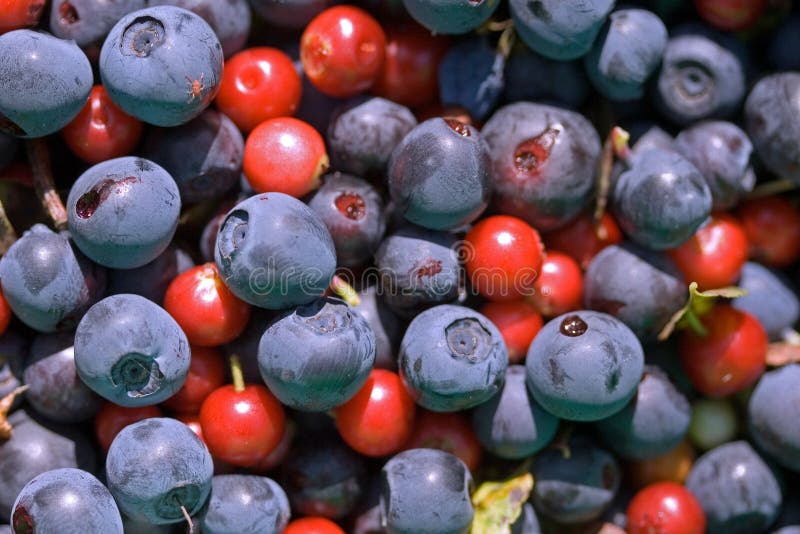 Cow Berries and Blueberries Stock Image Image of vitis, vaccinium 13360203