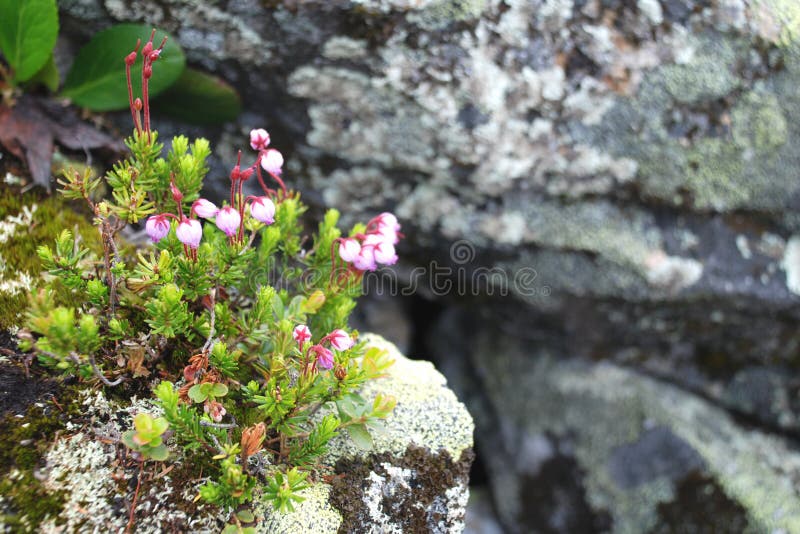 Cow-berry flowers