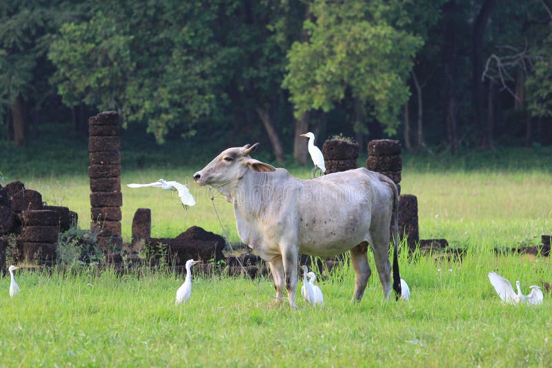 Cow and birds stock image. Image of farm, tree, wall 37833965