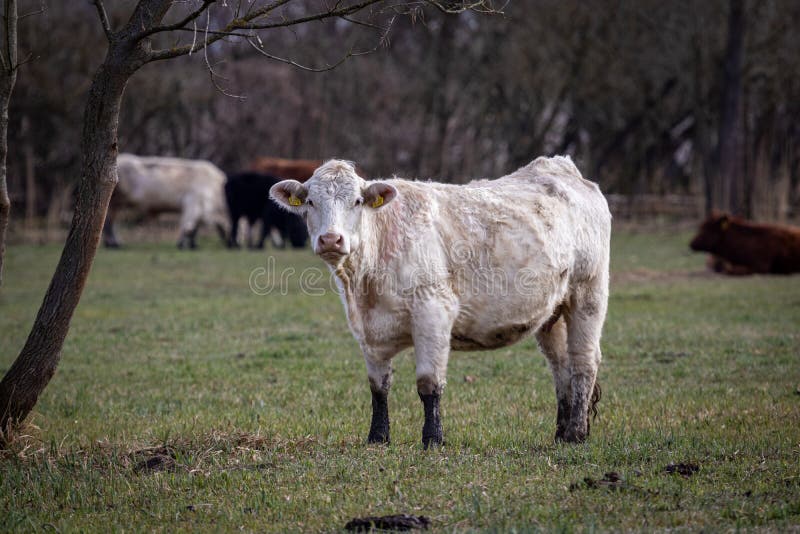 Cow Bos primigenius, Bos taurus in a meadow