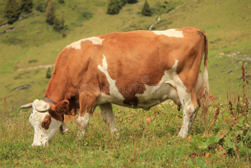 Cow brown