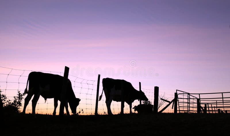 97+ Thousand Cow Silhouette Royalty-Free Images, Stock Photos