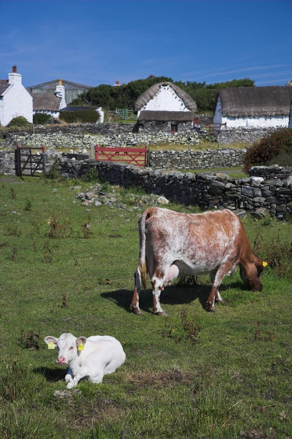 hairy cow calf hairy cow calf