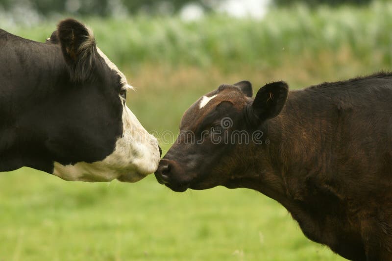 Cow and Calf