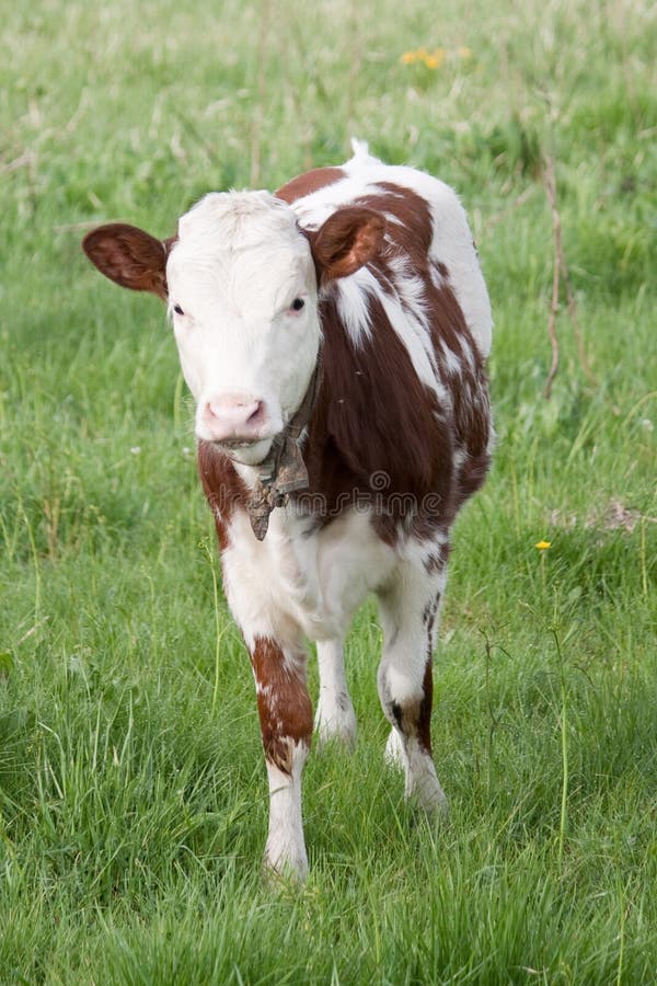 Cow calf