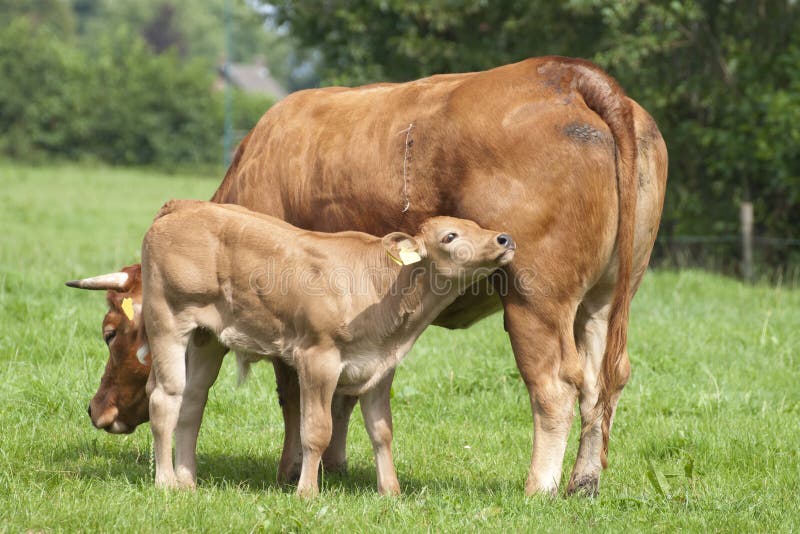 Cow and calf