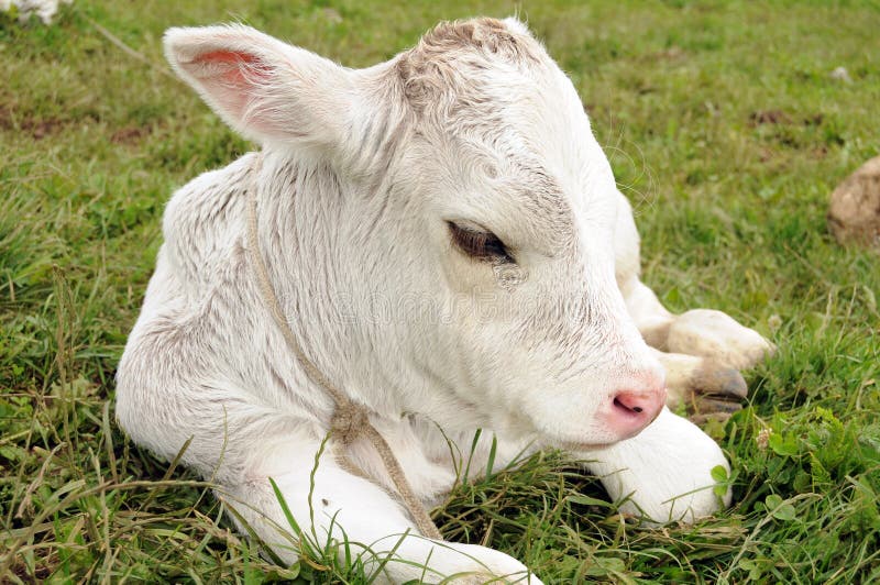 Cow calf stock photo. Image of ecological, born, grass 23674636