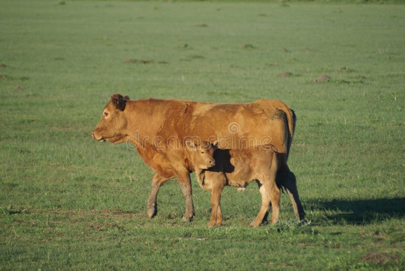 Cow And Calf Picture. Image 3442675
